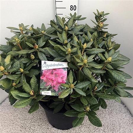 Rhododendron 'Cosmopolitan' Pot 30 Liter 