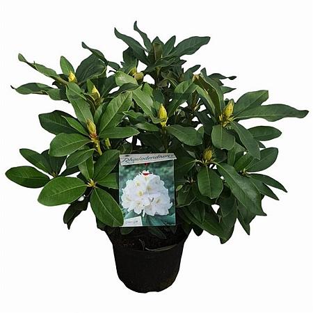 Rhododendron 'Cunningham's White' Pot 5 Liter 30 - 40 cm