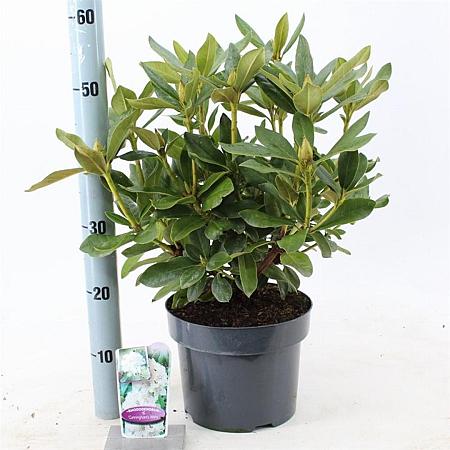 Rhododendron 'Cunningham's White' Pot 5 Liter 30 - 40 cm