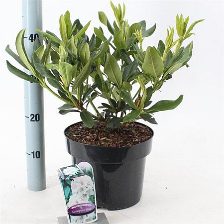 Rhododendron 'Cunningham's White' Pot 5 Liter 30 - 40 cm