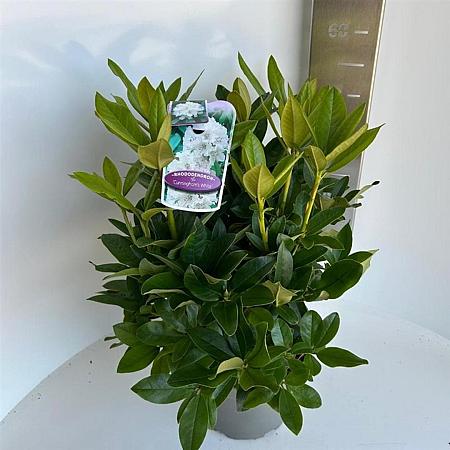 Rhododendron 'Cunningham's White' Pot 5 Liter 30 - 40 cm