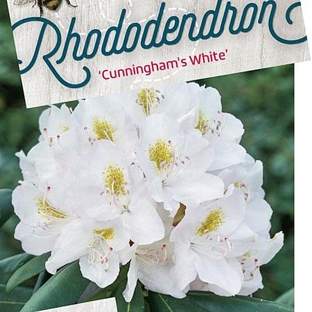 Rhododendron 'Cunningham's White' Pot 30 Liter 