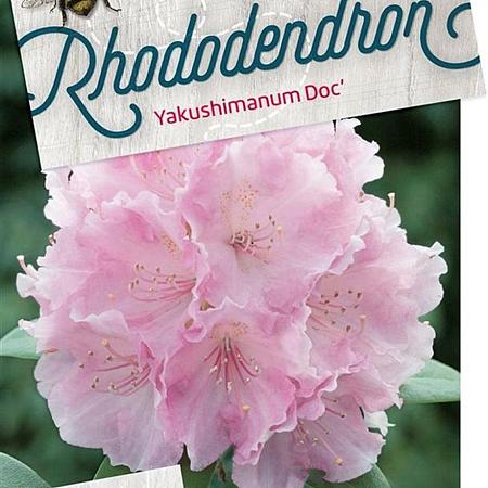 Rhododendron (Y) 'Doc' Pot 20 Liter