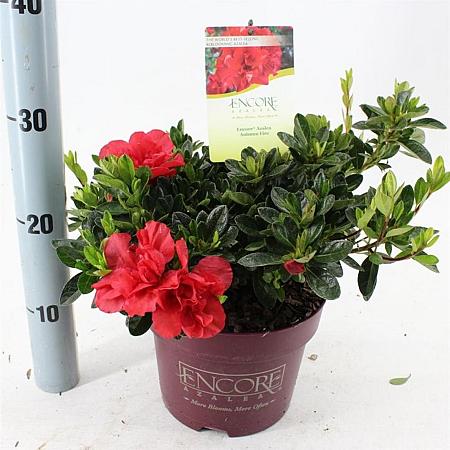 Rhododendron Encore Autumn Fire Pot 3 liter 25-30cm