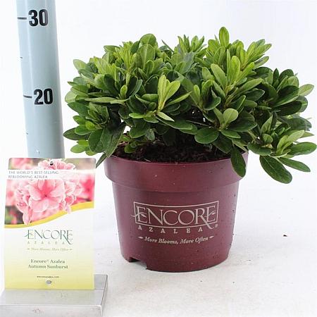 Rhododendron Encore Sunburst Pot 3 liter 25-30cm