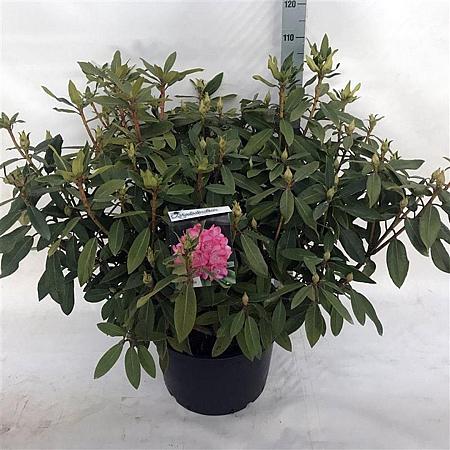 Rhododendron 'Etoile de Sleidinge' Pot 40 Liter 80 - 100 cm