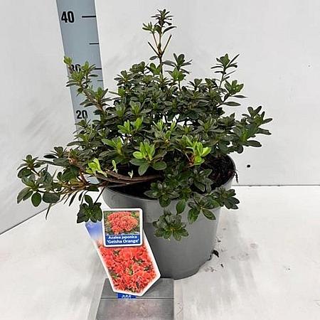 Rhododendron (AJ) Geisha Orange Pot 3 liter 20-25cm 