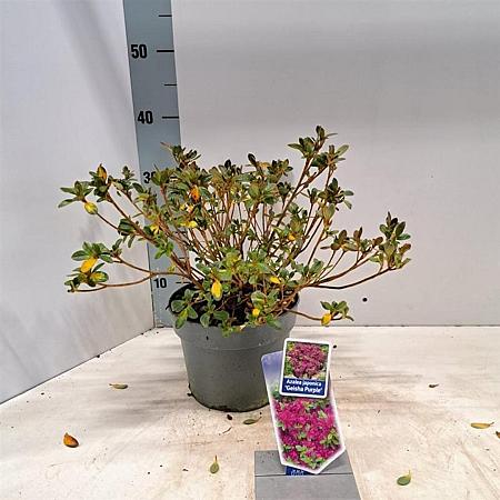 Rhododendron (AJ) Geisha Purple Pot 3 liter 20-25cm 