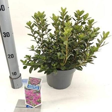 Rhododendron (AJ) Geisha Purple Pot 3 liter 20-25cm 