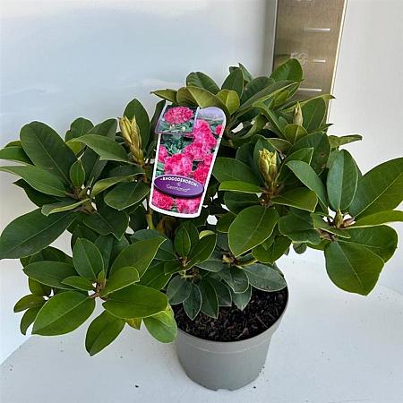 Rhododendron 'Germania' Pot 5 Liter 30 - 40 cm