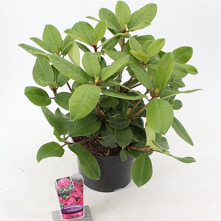 Rhododendron 'Germania' Pot 5 Liter 30 - 40 cm