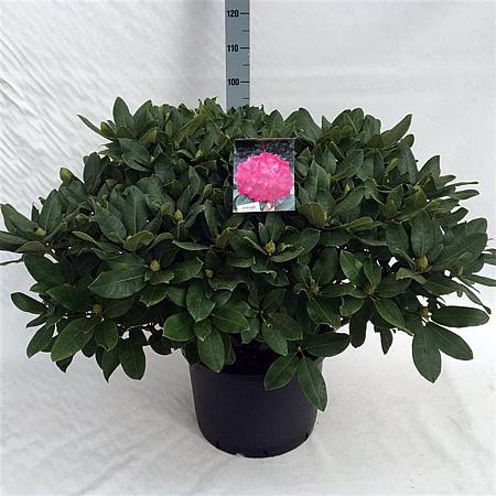 Rhododendron 'Germania' Pot 40 Liter 