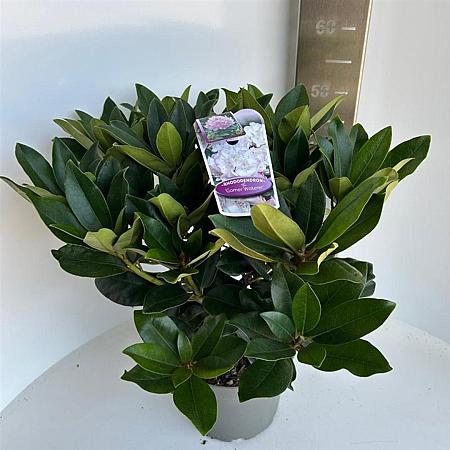 Rhododendron 'Gomer Waterer' Pot 5 Liter 30 - 40 cm