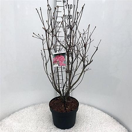 Rhododendron (AK) 'Homebush' Pot 10 liter