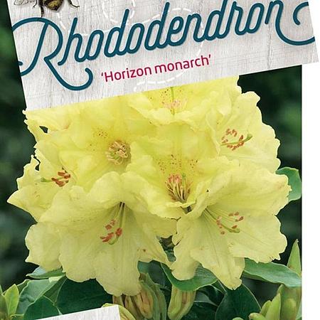 Rhododendron 'Horizon Monarch' Pot 70 Liter 