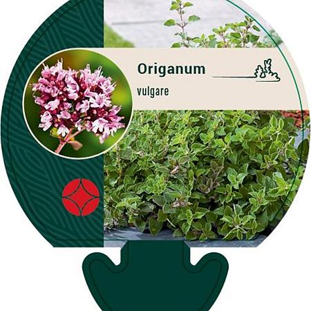 Origanum vulgare Pot 9 cm