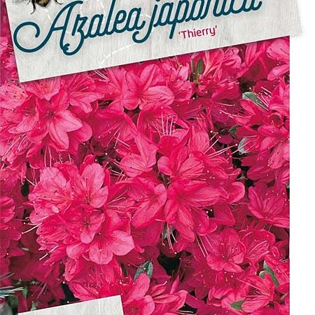 Rhododendron (AJ) 'Insurpassable' Pot 10 liter