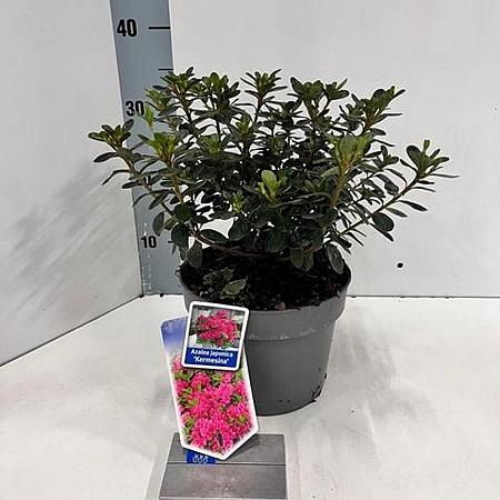 Rhododendron (AJ) 'Kermesina' Pot 3 liter 20-25cm 