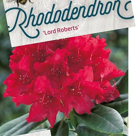 Rhododendron 'Lord Roberts' Pot 10 liter