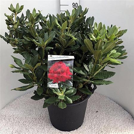 Rhododendron 'Lord Roberts' Pot 30 Liter 