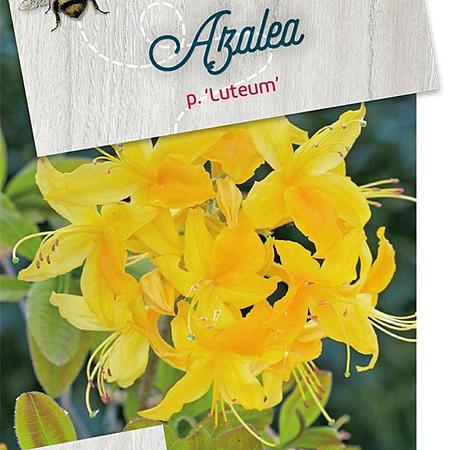 Rhododendron luteum Pot 30 Liter 