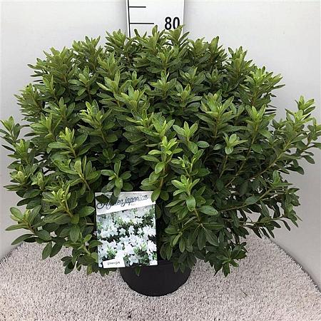 Rhododendron (AJ) 'Luzi' Pot 20 liter 50 - 60 cm