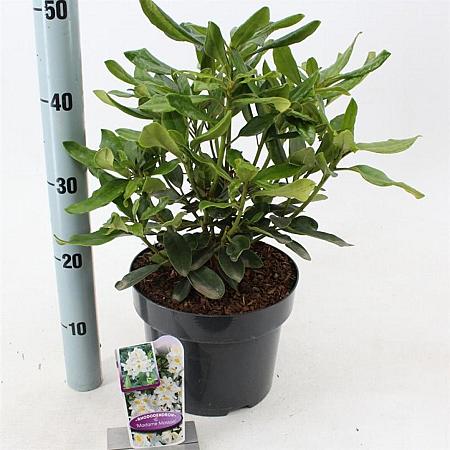 Rhododendron 'Madame Masson' Pot 5 Liter 30 - 40 cm