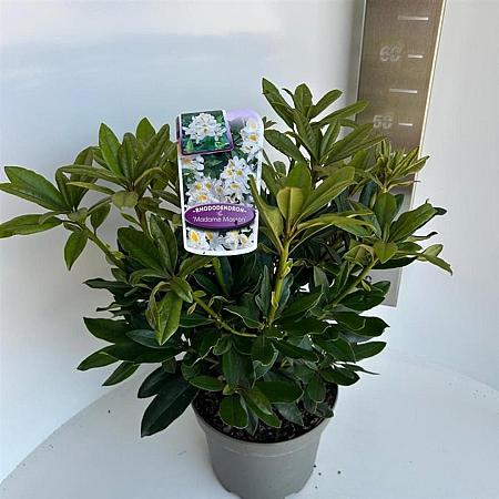 Rhododendron 'Madame Masson' Pot 5 Liter 30 - 40 cm
