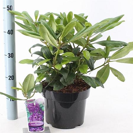 Rhododendron 'Marcel Menard' Pot 5 Liter 30 - 40 cm