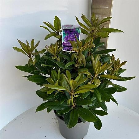 Rhododendron 'Marcel Menard' Pot 5 Liter 30 - 40 cm