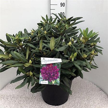 Rhododendron 'Marcel Menard' Pot 30 Liter 