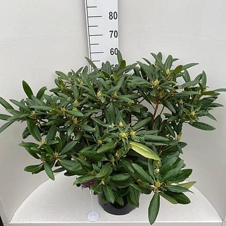 Rhododendron 'Marcel Menard' Pot 20 Liter 60 - 80 cm