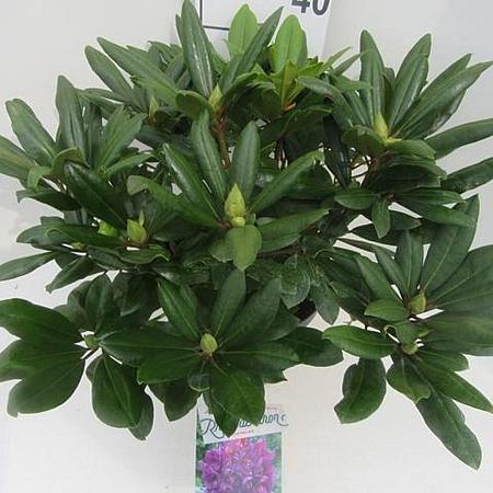 Rhododendron 'Marcel Menard' Pot 10 liter 50 - 60 cm