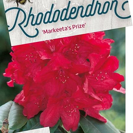 Rhododendron 'Markeeta's Prize' Pot 30 Liter 