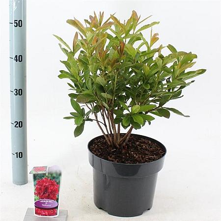 Rhododendron 'Nabucco' Pot 5 Liter 30 - 40 cm