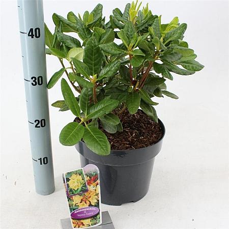 Rhododendron 'Nancy Evans' Pot 5 Liter 30 - 40 cm