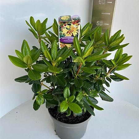 Rhododendron 'Nancy Evans' Pot 5 Liter 30 - 40 cm