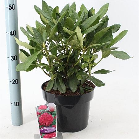Rhododendron 'Nova Zembla' Pot 5 Liter 30 - 40 cm