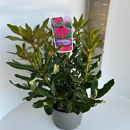 Rhododendron 'Nova Zembla' Pot 5 Liter 30 - 40 cm