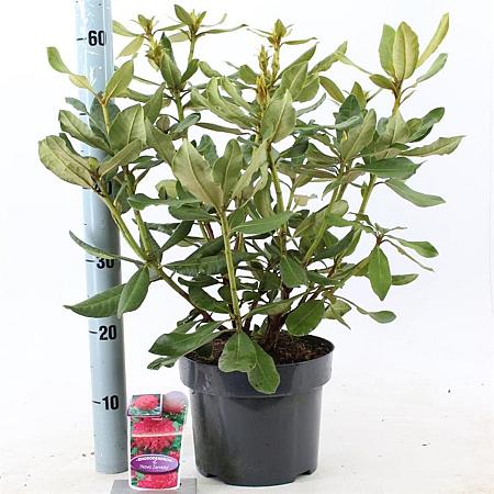 Rhododendron 'Nova Zembla' Pot 5 Liter 30 - 40 cm