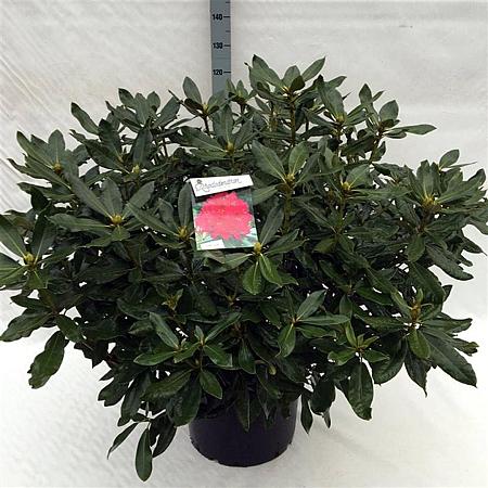 Rhododendron 'Nova Zembla' Pot 40 Liter 80 - 100 cm