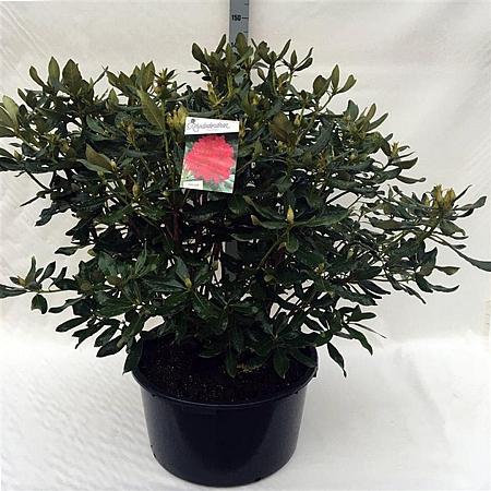 Rhododendron 'Nova Zembla' Pot 70 Liter 