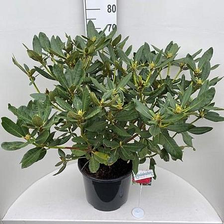 Rhododendron 'Nova Zembla' Pot 20 Liter 60 - 80 cm