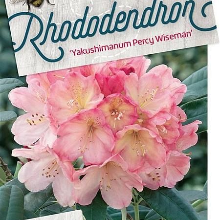 Rhododendron (Y) 'Percy Wiseman' Pot 40 Liter 