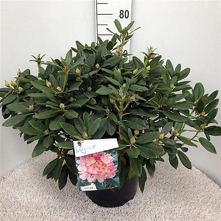 Rhododendron (Y) 'Percy Wiseman' Pot 20 liter 50 - 60 cm
