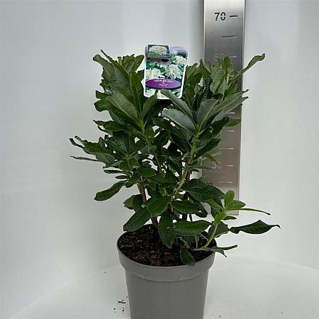 Rhododendron (AK) 'Persil' Pot 5 Liter 30 - 40 cm