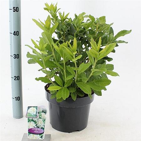 Rhododendron (AK) 'Persil' Pot 5 Liter 30 - 40 cm