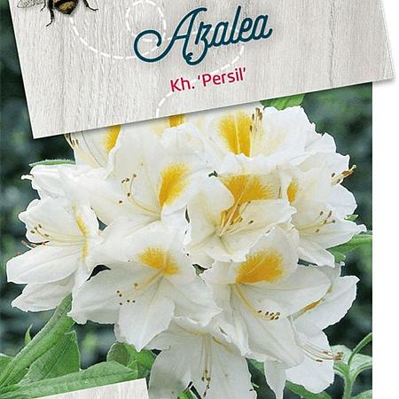 Rhododendron (AK) 'Persil' Pot 10 liter