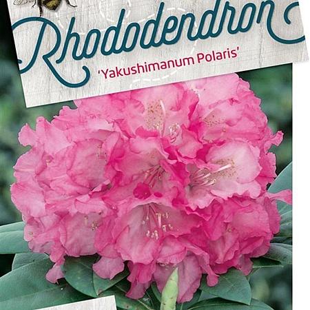 Rhododendron (Y) 'Polaris' Pot 10 liter 30 - 40 cm