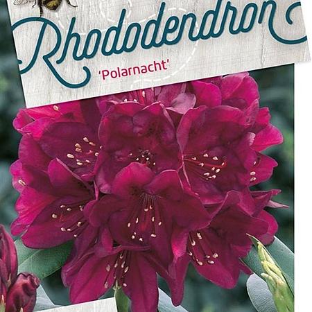 Rhododendron (P) 'Polarnacht' Pot 20 Liter